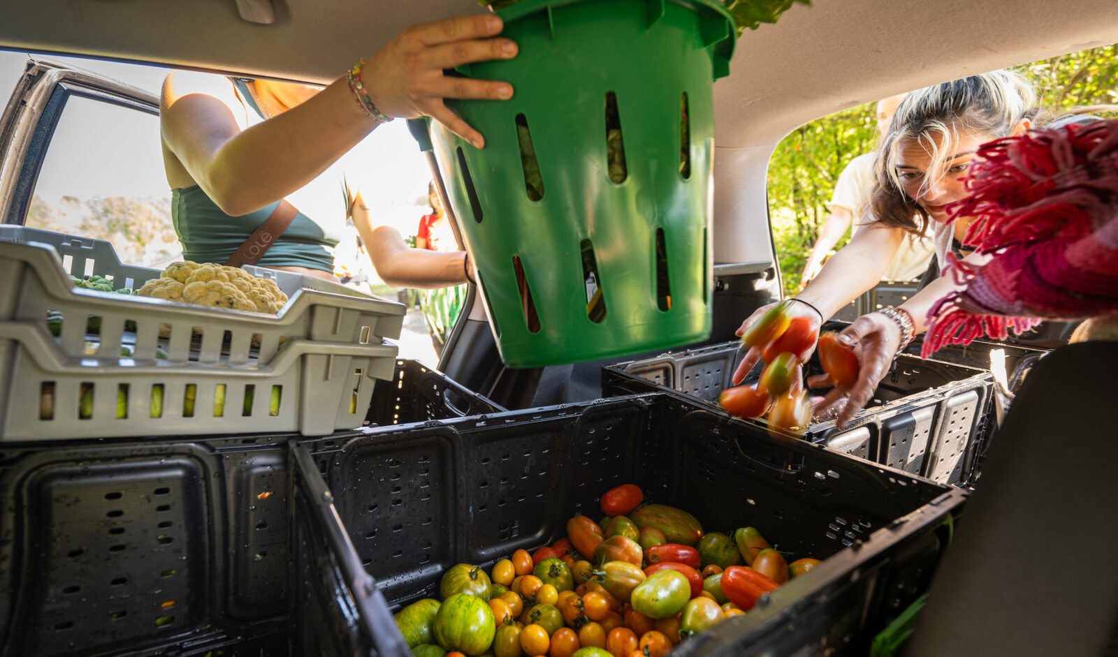 Student volunteers load up their vegetable harvest into vehicles as part of The People’s Farm student organization at the F.H. King garden