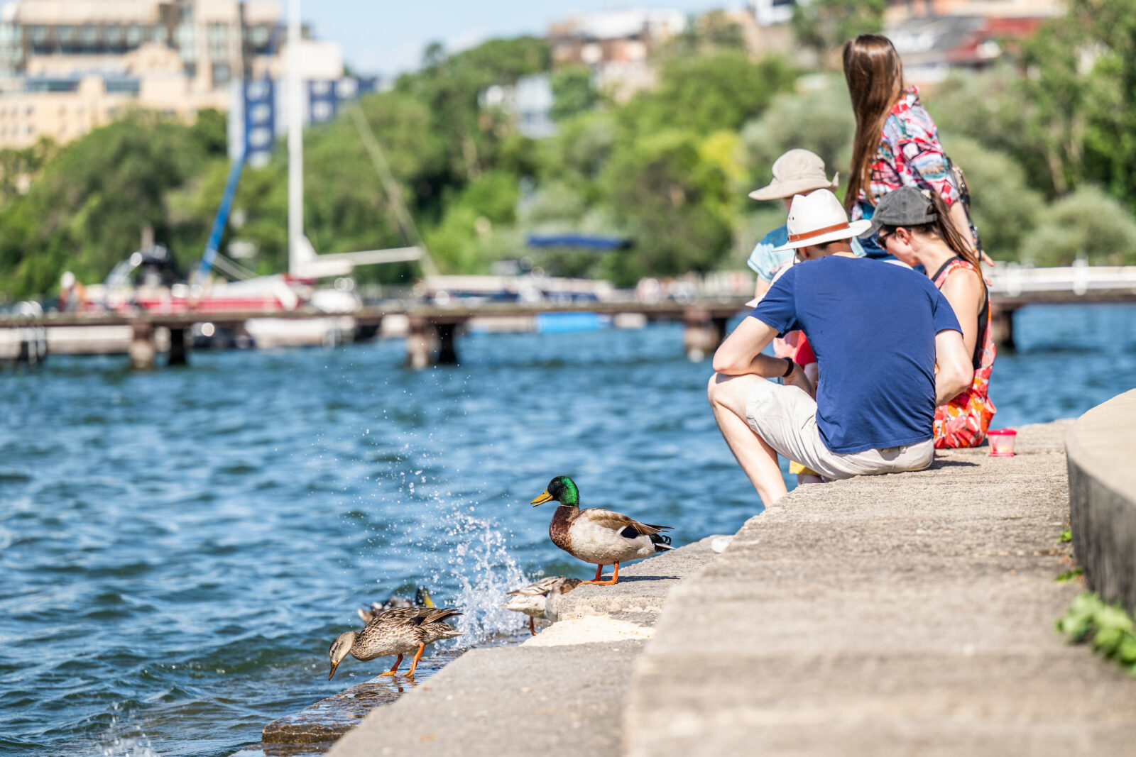 A family enjoys watching mallard ducks on the shoreline of Lake Mendota near the Memorial Union Terrace