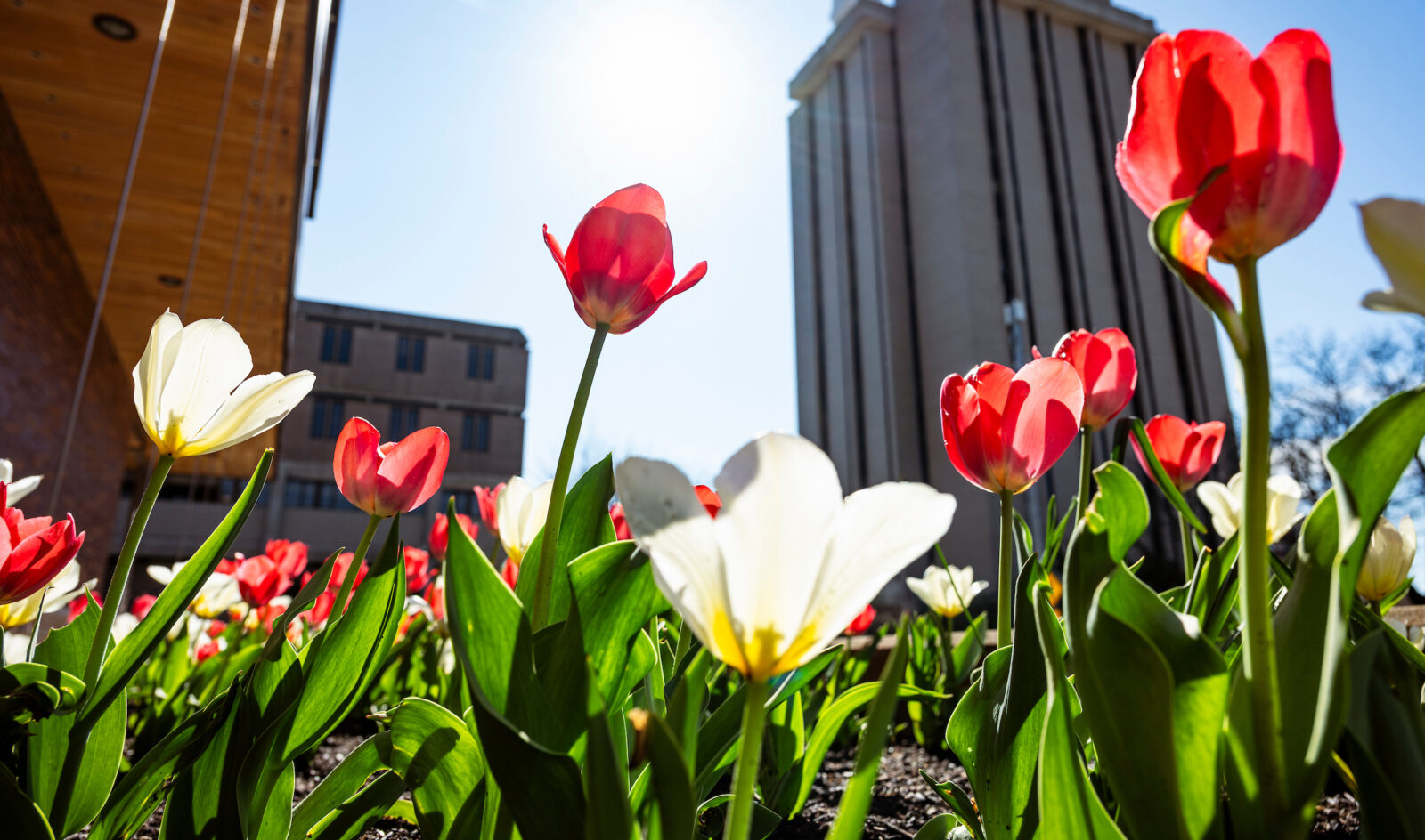 A flowerbed of red and white tulips blossoms outside of Union South at the University of Wisconsin–Madison